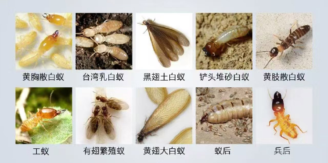 白蚁种类
