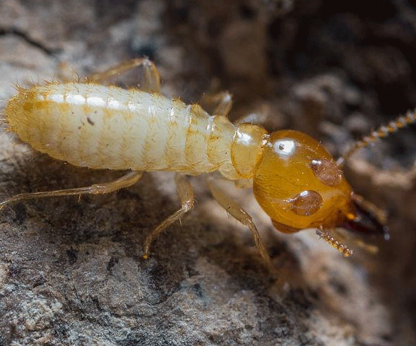 各种白蚁灭治的方法