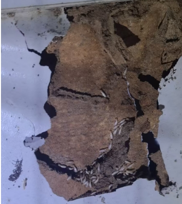 新吴区被白蚁肯空的柜子