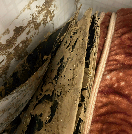 这样去看家里是否有白蚁